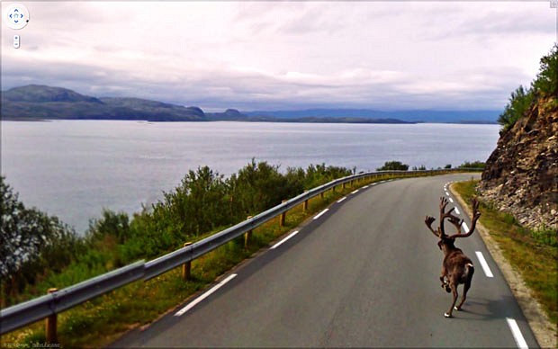Reindeer running down Rv888, Norway, 2010 - Google Street View. Courtesy of Jon Rafman